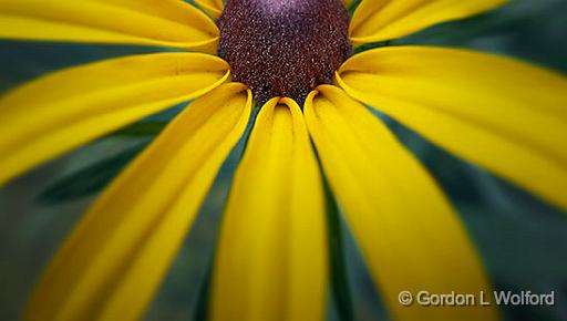 Half A Black-eyed Susan_01286.jpg - Photographed at Smiths Falls, Ontario, Canada.